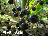 ƽ Acai