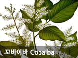 ̹ Copaiba