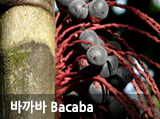 ٱ Bacaba