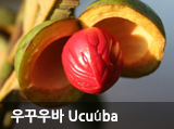 ٿ Ucuuba