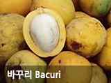 ٲٸ Bacuri